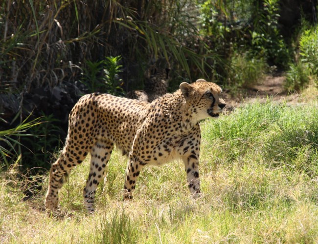 Lower Zambezi NP